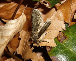 The Frosted Green was one of the moths spotted by nature buffs at the Kingston Hill campus. 